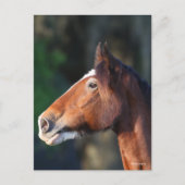 Bob Langrish | Clydesdale headshot Briefkaart (Voorkant)