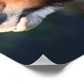 Bob Langrish | Clydesdale headshot Poster (Hoek)