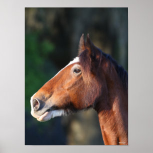 Bob Langrish Clydesdale headshot Poster