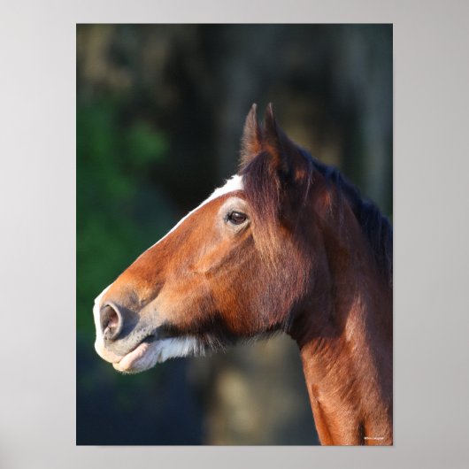 Bob Langrish | Clydesdale headshot Poster (Voorkant)