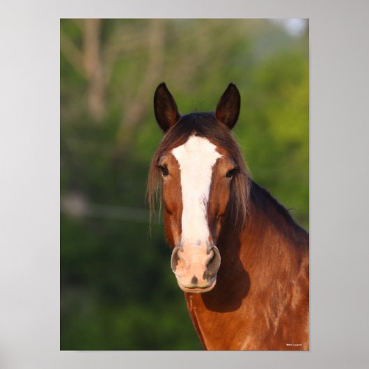 Bob Langrish | Clydesdale headshot Poster (Voorkant)