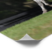 Bob Langrish | Dapple Gray Andalucian Running Poster (Hoek)