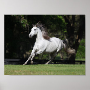 Bob Langrish Dapple Gray Andalucian Running Poster