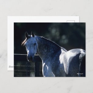 Bob Langrish   Dapple Gray Arab Headshot Backlit Briefkaart