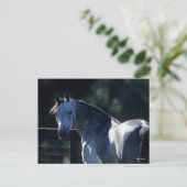 Bob Langrish | Dapple Gray Arab Headshot Backlit Briefkaart (Staand voorkant)