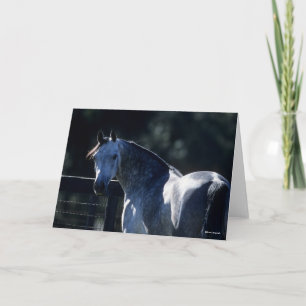 Bob Langrish Dapple Gray Arab Headshot Backlit Kaart