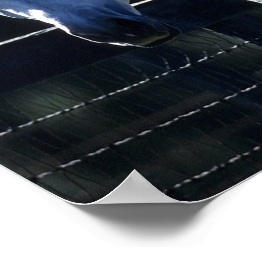 Bob Langrish | Dapple Gray Arab Headshot Backlit Poster (Hoek)