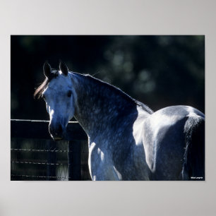 Bob Langrish Dapple Gray Arab Headshot Backlit Poster