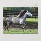 Bob Langrish | Dapple Gray Lusitano Stallion Briefkaart (Voorkant)