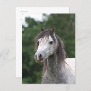 Bob Langrish   Dapple Gray Welsh Pony Headshot Briefkaart