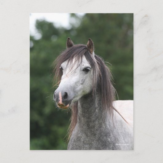 Bob Langrish | Dapple Gray Welsh Pony Headshot Briefkaart (Voorkant)