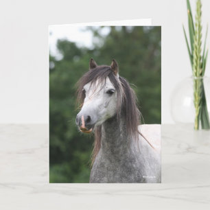 Bob Langrish   Dapple Gray Welsh Pony Headshot Kaart