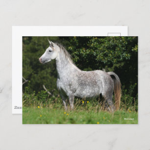 Bob Langrish   Dapple Gray Welsh Pony Standing Briefkaart