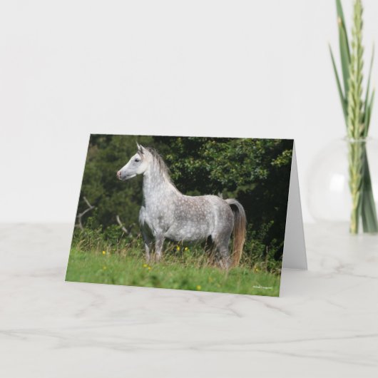 Bob Langrish | Dapple Gray Welsh Pony Standing Kaart (Voorkant)