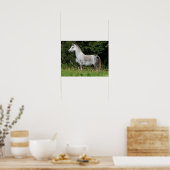 Bob Langrish | Dapple Gray Welsh Pony Standing Poster (Keuken)