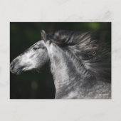 Bob Langrish | Dapple Grey Andalucian headshot Briefkaart (Voorkant)