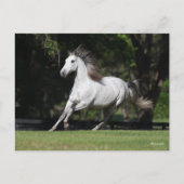 Bob Langrish | Dapple Grey Andalucian Running Briefkaart (Voorkant)
