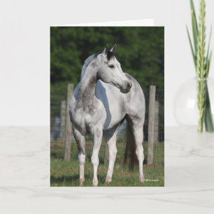 Bob Langrish   Dapple Grey Quarter Horse Kaart