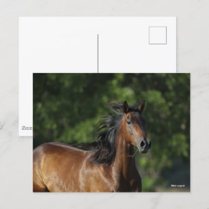 Bob Langrish Donkere baasje voor kwart paard Briefkaart