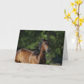 Bob Langrish | Donkere baasje voor kwart paard Kaart (Gele Bloem)