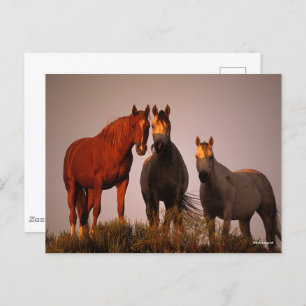 Bob Langrish   Drie Arabieren staan op zonsonderga Briefkaart