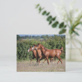 Bob Langrish | Drie Arabische kastanjepaarden Briefkaart (Staand voorkant)