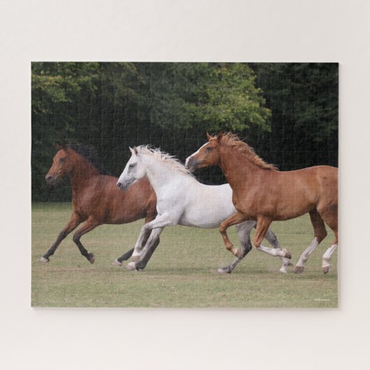 Bob Langrish | Drie Arabische paarden die samenlev Legpuzzel (Horizontaal)