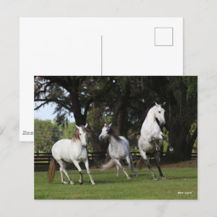 Bob Langrish Drie grijze Andalucians Leaping Briefkaart