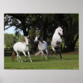 Bob Langrish | Drie grijze Andalucians Leaping Poster (Voorkant)
