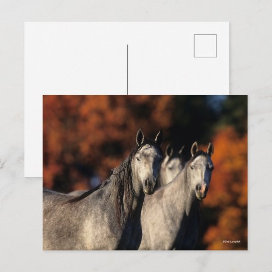 Bob Langrish | Drie grijze Arabieren die samen sta Briefkaart (Voorkant / Achterkant)