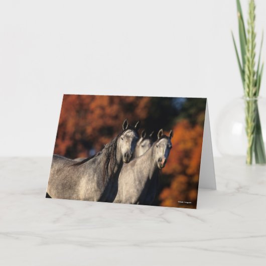 Bob Langrish | Drie grijze Arabieren die samen sta Kaart (Voorkant)