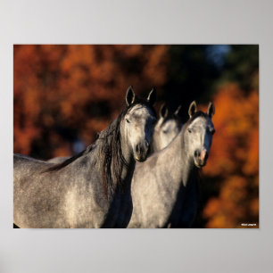 Bob Langrish   Drie grijze Arabieren die samen sta Poster