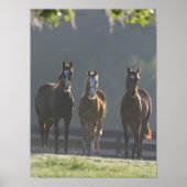 Bob Langrish | Drie kwart van de jongere paarden Poster (Voorkant)