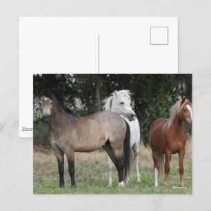Bob Langrish Drie pony's die met elkaar samenwer Briefkaart