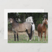 Bob Langrish | Drie pony's die met elkaar samenwer Briefkaart (Voorkant / Achterkant)