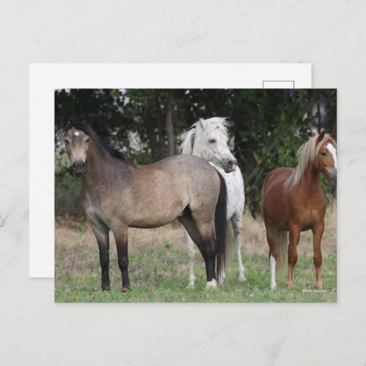 Bob Langrish | Drie pony's die met elkaar samenwer Briefkaart (Voorkant / Achterkant)