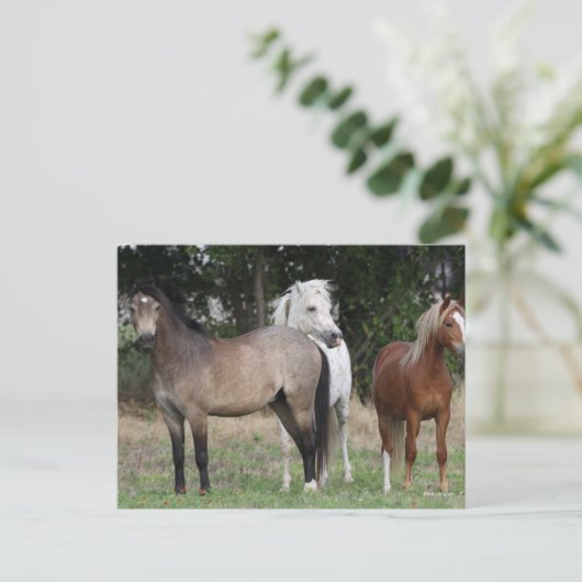 Bob Langrish | Drie pony's die met elkaar samenwer Briefkaart (Staand voorkant)