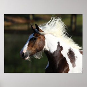 Bob Langrish Drum Horse Headshot Poster