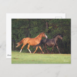 Bob Langrish Duitse Pony en Oldenburg Briefkaart