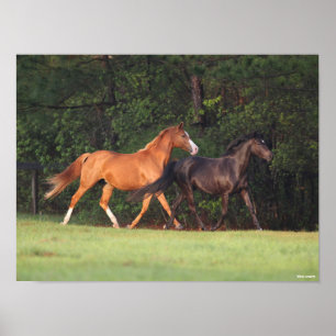 Bob Langrish Duitse Pony en Oldenburg Poster