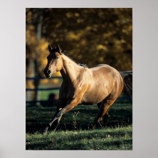 Bob Langrish | Dun Quarter Horse Running Poster (Voorkant)