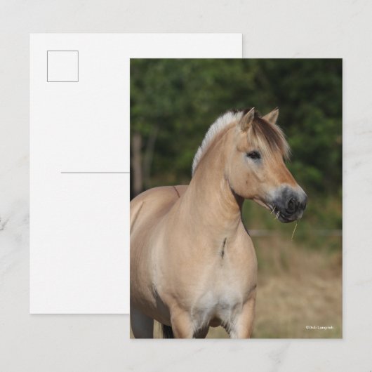 Bob Langrish | Fjord Horse Standing Headshot Briefkaart (Voorkant / Achterkant)