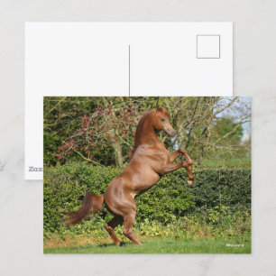 Bob Langrish   Fokken van de Arabische kastanjeboo Briefkaart