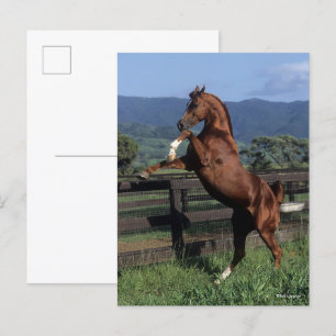 Bob Langrish Fokken van de Arabische kastanjeboo Briefkaart