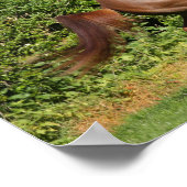 Bob Langrish | Fokken van de Arabische kastanjeboo Poster (Hoek)