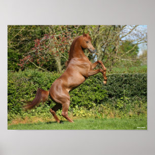 Bob Langrish Fokken van de Arabische kastanjeboo Poster