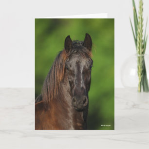 Bob Langrish   Friesian Horse Headshot Kaart