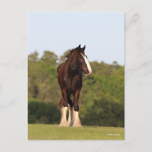Bob Langrish | Garnaal dat zich in het veld bevind Briefkaart (Voorkant)