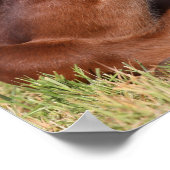 Bob Langrish | Gewapend raaigras Poster (Hoek)