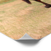 Bob Langrish | Golf van Andalucian Colt in Field Poster (Hoek)